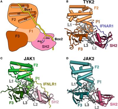 The Janus Kinase (JAK) FERM and SH2 Domains: Bringing Specificity to JAK–Receptor Interactions